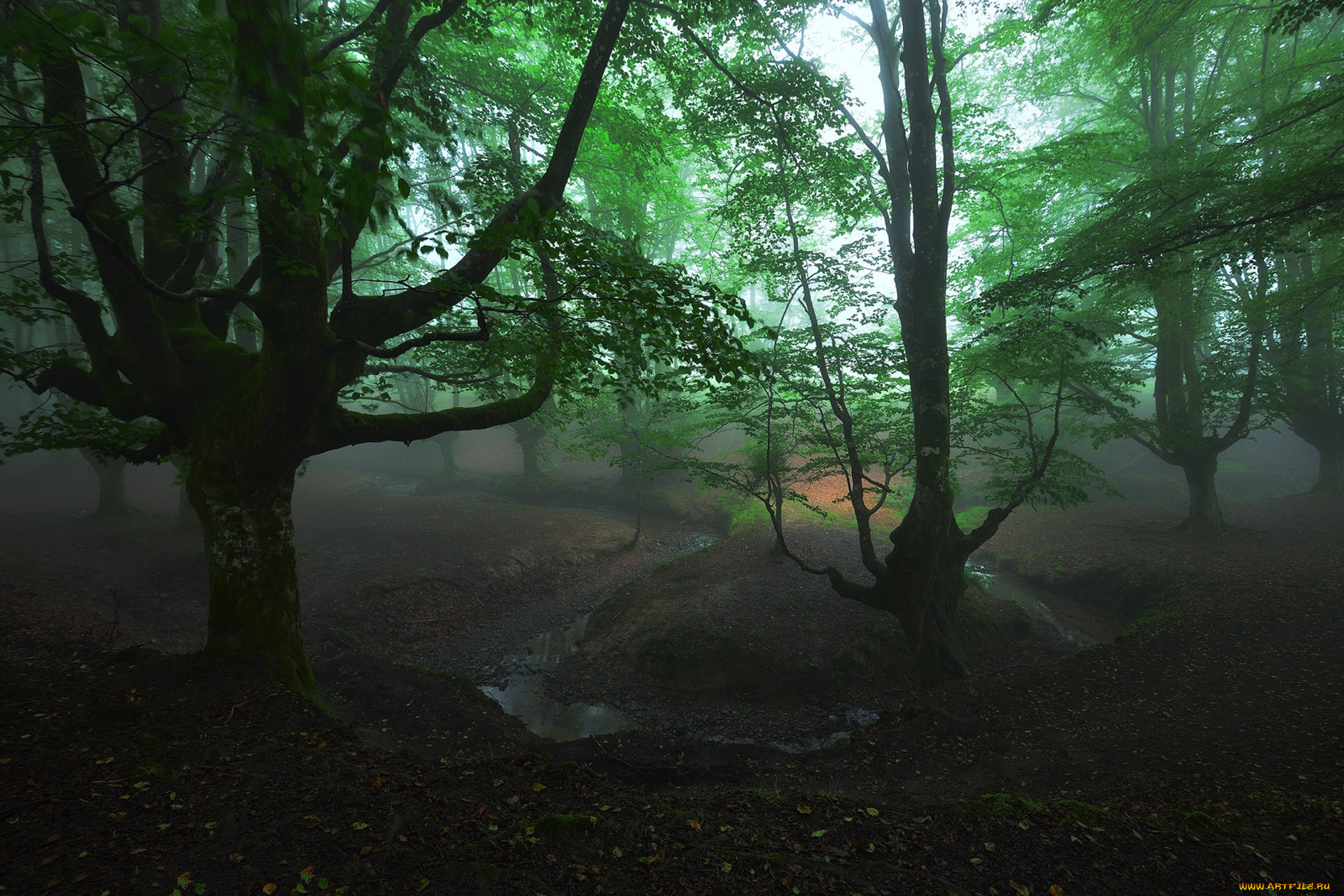 Шервудский лес Великобритания (темно-зеленые цвета)